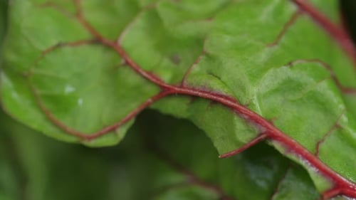 Filature de légumes à carde verte 01