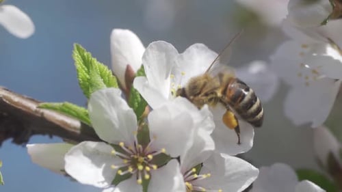 Bees Fly To Blossoming Tree, Slow Motion