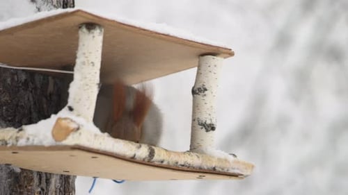 Eichhörnchen frisst am Vogelhäuschen im Winterwald