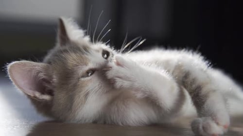 Adorable Kitten Grooming Itself on the Floor