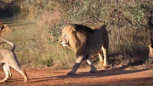 Lion herd walking away
