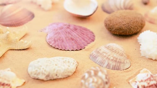 Shells 2