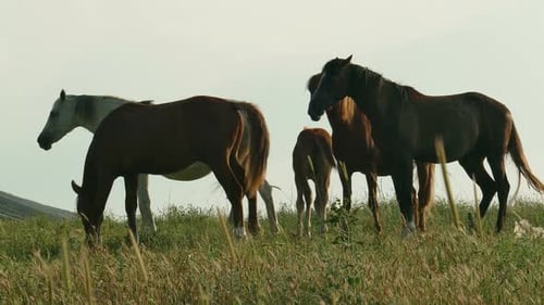 Horses Grazing in Sunny Rural Field