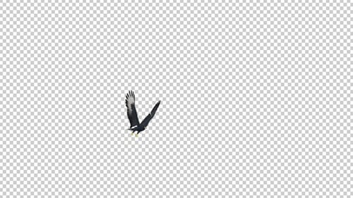 African Eagle - 4K Flugschleife - Runde I