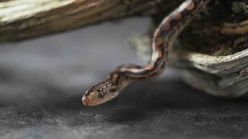 Snake Close Up with Flickering Tongue