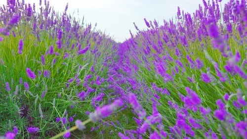 Vorwärts auf dem Feld blühenden Lavendels
