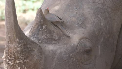 Pique-bœuf à bec jaune posé sur la tête d'un rhinocéros