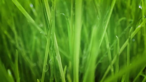 Green Grass