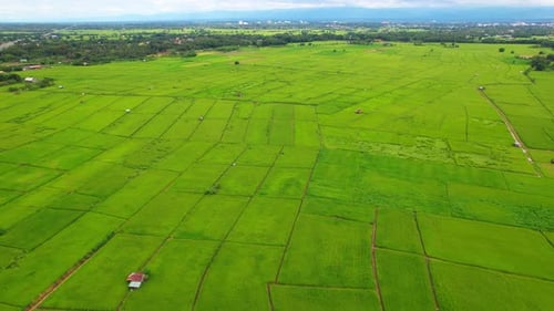 4K Aerial view of agriculture in rice fields for cultivation.