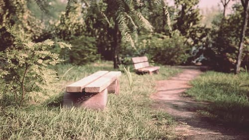 Bench in the Summer Park with Old Trees and Footpath