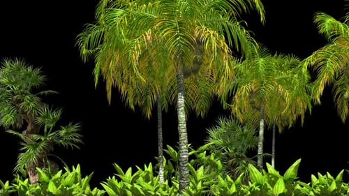 Tropical Plants
