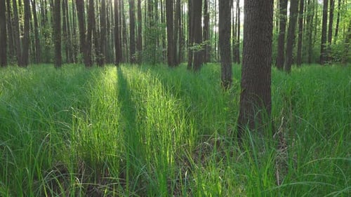 Wald
