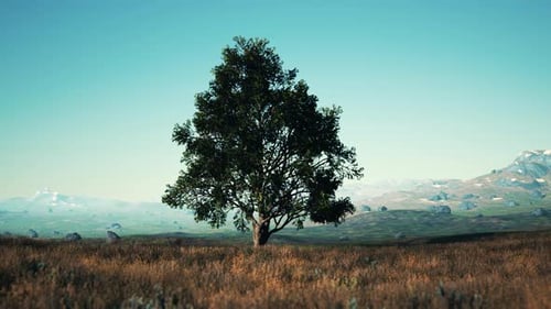 Old Linden Tree on Autumn Hill Meadowy