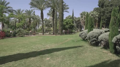Palm trees, bushes and plants in a park