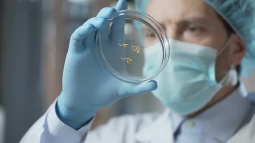 Scientist Examining Petri Dish with Sprouting Seeds