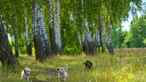 Well-groomed dogs in forest. Active pets playing in grass in beautiful nature in summer. Domestic an