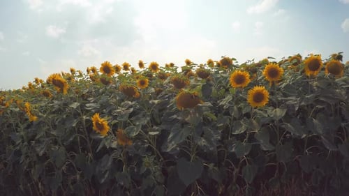 Sunflower Field 3