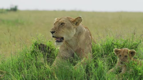 Lioness with a cub