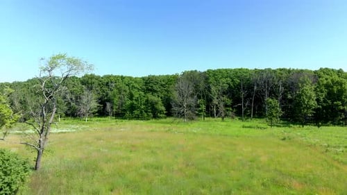 Drone footage of dark green grass in a filed with tall trees and a bright blue sky.
