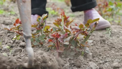 Unrecognizable Farmer Use Hoe to Keep Weeds Down