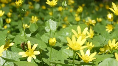 Blooming Yellow Wildflowers in Springtime Close Up