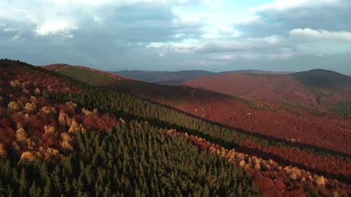Aerial flyover above mountain forest in rich, vibrant autumn color