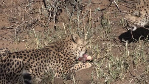 Cheetah Eating Prey in the African Savanna