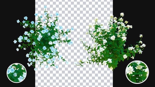 White Flowers Growing Animation