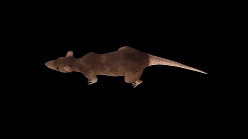 3D Rat Walk Top View