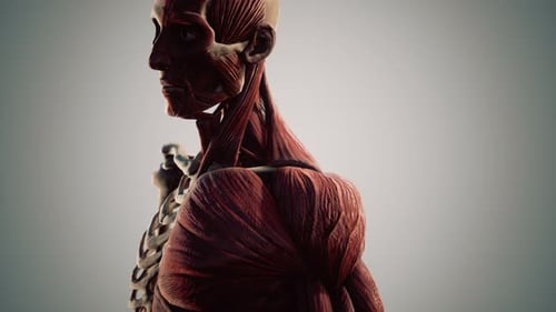 3D Human Anatomy Rotation Revealing Muscles and Skeleton