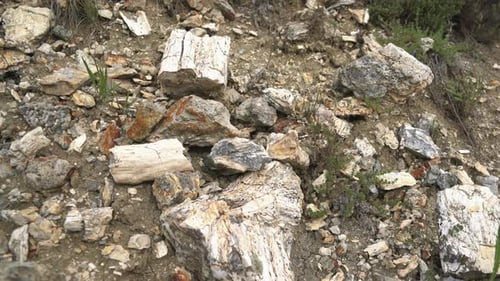 Morceaux de fossiles d'arbres pétrifiés