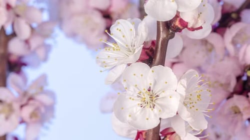 Apricot Fruit Flower Timelapse on Blue