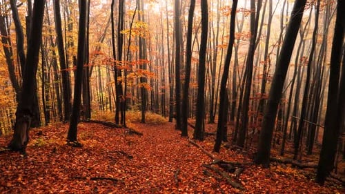 Blick auf einen magischen Herbst im Wald