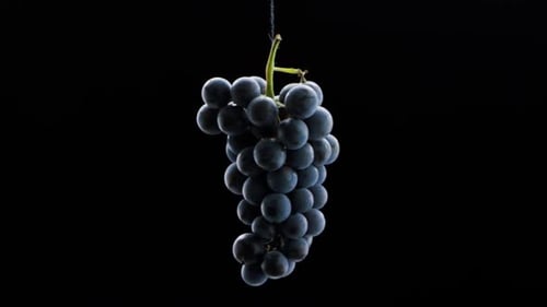Fresh Grapes Hanging Against Black Background