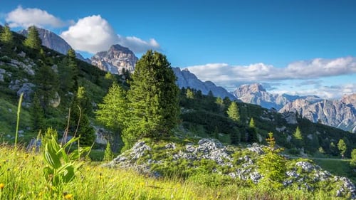 Alpine Flowers and Clouds over the Mountains