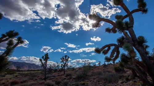 Landscape Joshua Trees Time Lapse