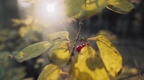 Guelder Rose on Branch