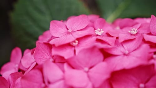 Purple Hydrangea Flower in a Garden