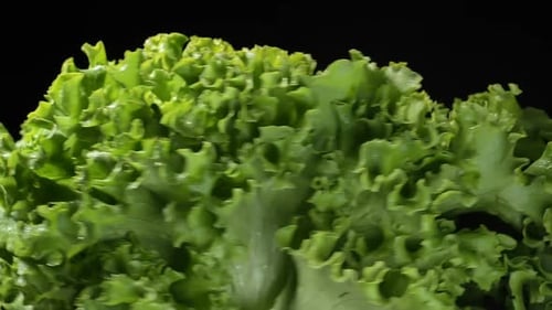 Fresh Green Lettuce Head Rotating on Black
