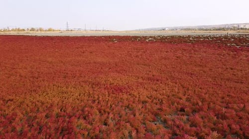 Vibrant Red Succulent Plants from Above