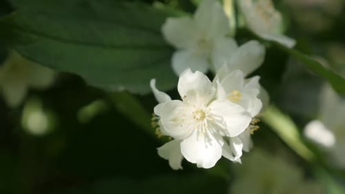 White Philadelphus coronarius flower slow motion 1920X1080 HD footage - Sweet mock-orange shrub