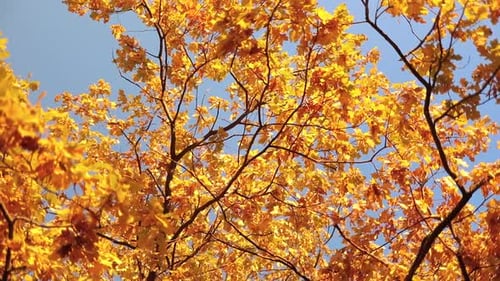 Autumn Oak Leaves