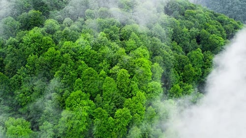 Clouds Above Mountain Forest Flying Through the Magical Spring Forest at Rainy Weather Aerial View