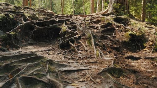 Many Roots on the Ground From an Old Pine Tree in the Forest