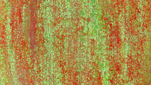 Aerial View of a Spring Farm Field Planted with Cultivated Plants and Blooming Red Poppies