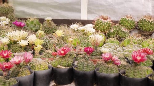 Blooming Cacti Displaying Flowers in a Greenhouse