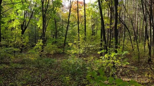 Beautiful Trail in the Autumn Forest or Park