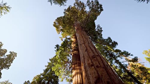 Giant Sequoia trees in Kings Canyon National Park