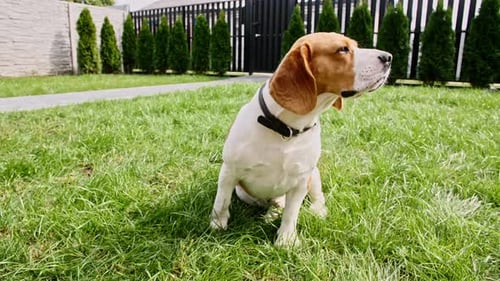Dog Beagle Sitting at Grass in a Green Park