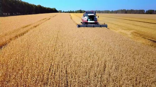 Harvesting Machine Working in the Field. Top View From the Drone Combine Harvester Agricultural